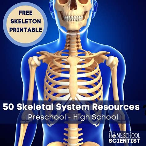 Skeletal System Lessons Skeletal System Project Skeletal System
