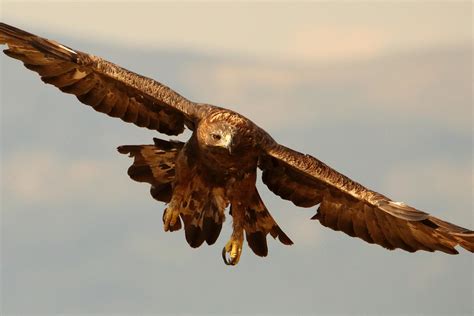 Беркут лат Aquila Chrysaetos