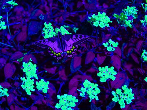 What flowers do butterflies like most. 10 Examples of How Animals See - Images That Show Us The ...