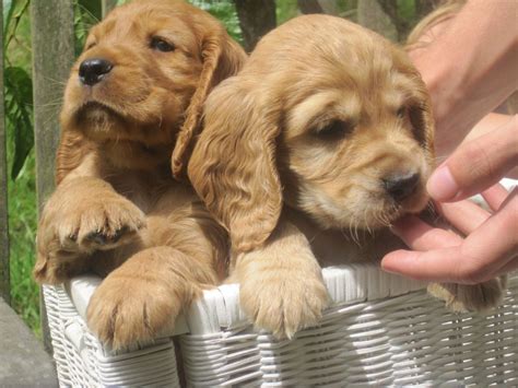 Black and white, red and white (the red may range from lightest cream to darkest. Stunning pedigree golden cocker spaniel pups | Llandovery ...