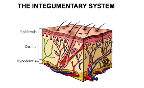 Anatomy Integumentary System Diagram