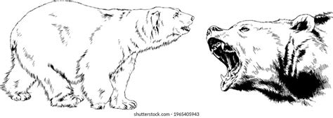 Big Brown Grizzly Bear Drawn Ink Stock Vector Royalty Free 1965405943