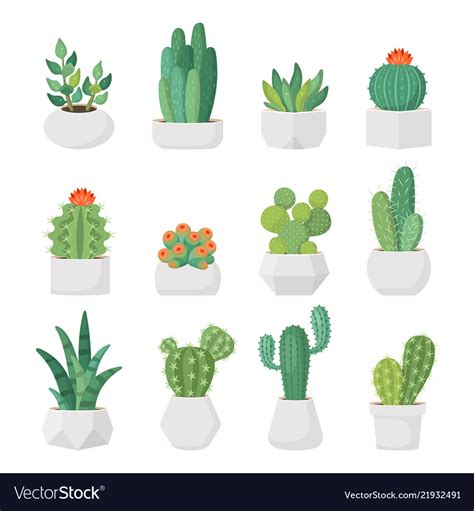 Cartoon Cactus And Succulents In Pots Set Vector Image