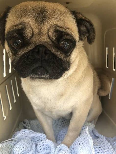 French bulldog in dogs & puppies for rehoming in vancouver. Pug puppies, French bulldogs rescued from Vancouver Island ...