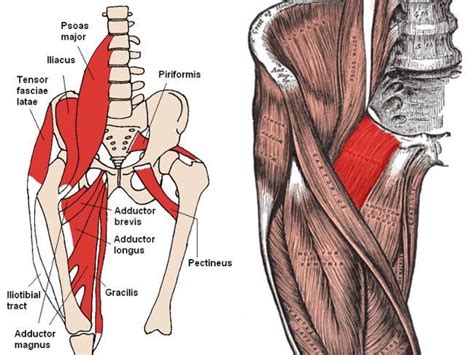 Pin De Backtrackers Wellness Massag En Anatomia M Sculo Dolor De