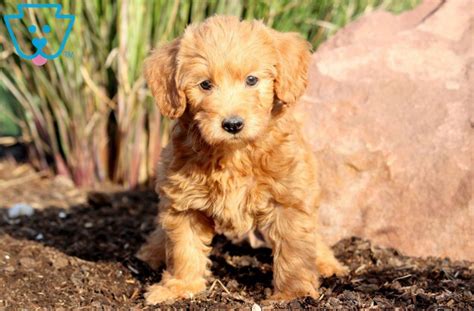 $100 mini labradoodle puppy discount for anyone who was referred by another doodle family who adopted a puppy from us. Logan | Labradoodle - Miniature Puppy For Sale | Keystone ...