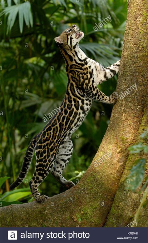 78 Amazon Rainforest Animals Ocelot Passatempo Samorim