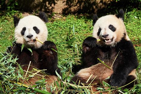 Giant Panda Female And Juvenile Cub Feeding France Captive