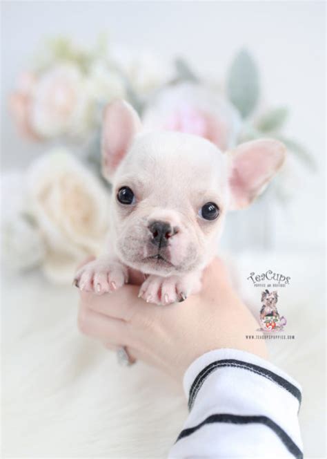 The french bulldog is a small companion breed of dog, related to the english bulldog and american bulldog. French Bulldog Puppies For Sale by TeaCups, Puppies ...