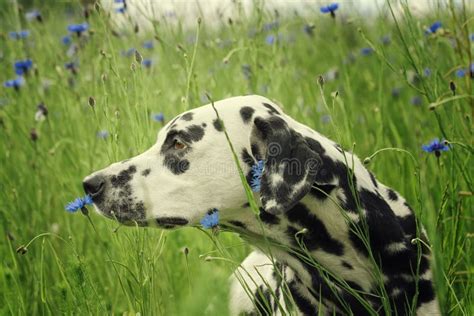 Cute Happy Dalmatian Dog Puppy Laying Fresh Summer Grass Stock Photos