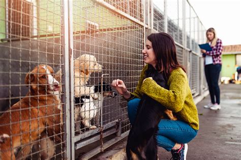 Animal Shelters Affected By Covid 19 To Receive Much Needed Grants