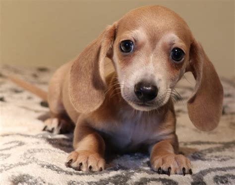 69 Mini Dachshund Puppy Breeders Pic Bleumoonproductions