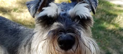 Miniature Schnauzer Dog Rescue Serving The Pacific Northwest Oregon