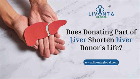 Does Donating Part Of Liver Shorten Liver Donors Life Livonta