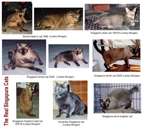 45 Singapura Cat Size Comparison Furry Kittens