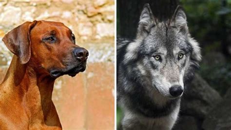 Diferencia Entre Lobo Y Perro Razas De La Misma Especie Pero Muy