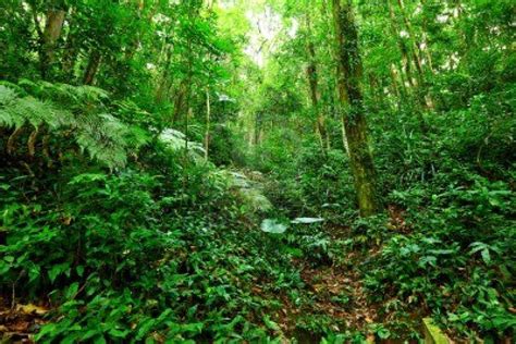 Tropical Rainforest Tropical Rainforest Biome Plants