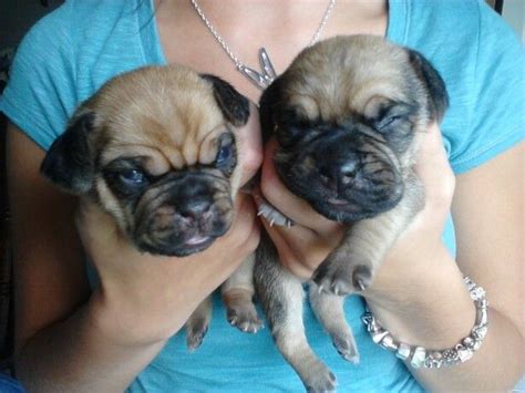 Adopt Puggle Puppies Buysell Puppies Online In India