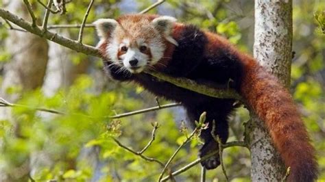 Galloway Park Red Panda Boosts Breeding Plans Bbc News