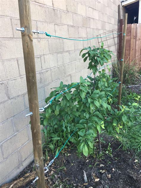 How I Espaliered My Backyard Fruit Trees House Of Annie