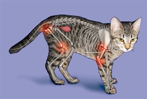 Royal City Animal Hospital Arthritis In Cats