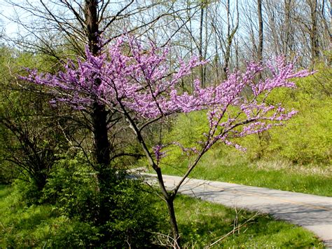 This tree, which can grow from 1 to 100 feet tall, not only has beautiful flowers but. Cercis canadensis - Wikipedia