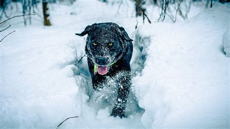 Many pet owners are aware of the dangers to dogs and cats in extreme heat, but the risks can be even greater during a cold snap. What temperature is too cold for dogs? - Dogs and Dog Advice