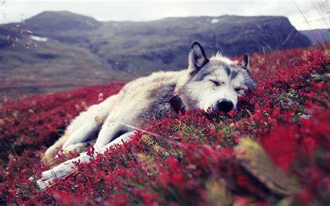 Wolf Full Hd Wallpaper And Background 1920x1200 Id235742