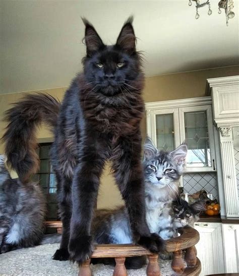Pin On Maine Coon Cats And Kittens