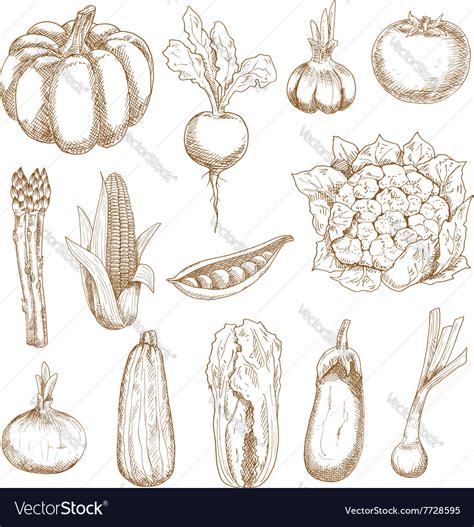Farm Vegetables Sketches In Vintage Style Vector Image