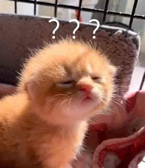 Cute Cat With Question Marks Meme Keep Meme