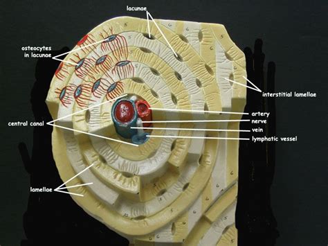 Compact bone consists of outer and inner sheets of lamellar bone (not seen here) and haversian systems, shown here, that run parallel to the long axis of bones. osteon model | Anatomy and physiology, Anatomy models ...