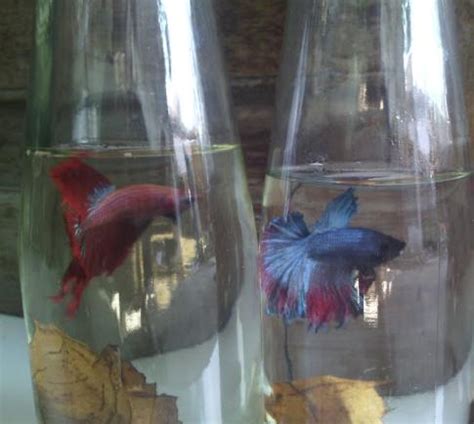 Perlunya perhatian dan cara merawat ikan cupang yang benar untuk membuat si teman kecil tetap berenang dengan indah dan sehat. Bagaimana Cara Mengubah Warna Ikan Cupang | Ide Perpaduan ...