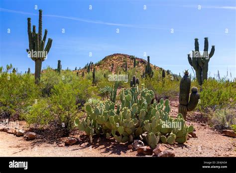 Cacti Growing In Desert Stock Photo Alamy