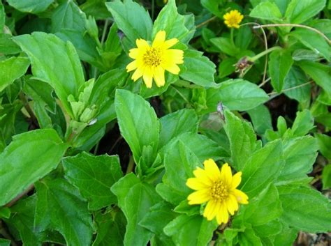 How to grow fruit trees in containers ~ bless my weeds. Protecting our environment from pests