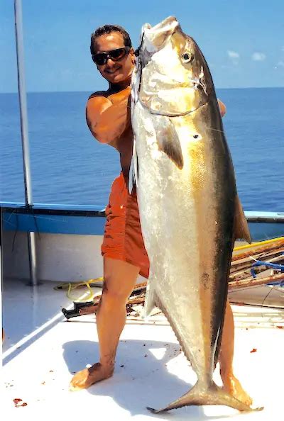 How To Catch Amberjack Fish Huge Guide Salty101