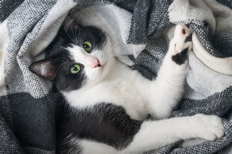 Cat Humping Blanket