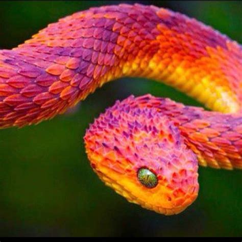 Colorful Snake Animals Pinterest Colorful Animals Pretty Snakes