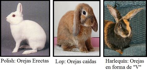 Características Anatómicas De Los Conejos Cunicultura Peru