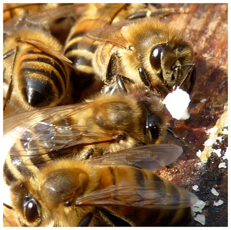 Honeybees And Propolis Pinner And Ruislip Beekeepers Association