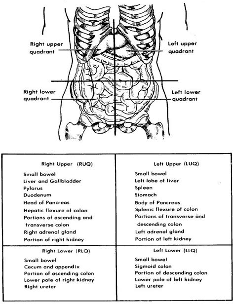 47 conclusion anatomical knowledge of the structures that provide stability to the lateral and medial regions of the knee is of great. Abd quadrants | Becoming a registered nurse, Nursing school, Surgical technologist