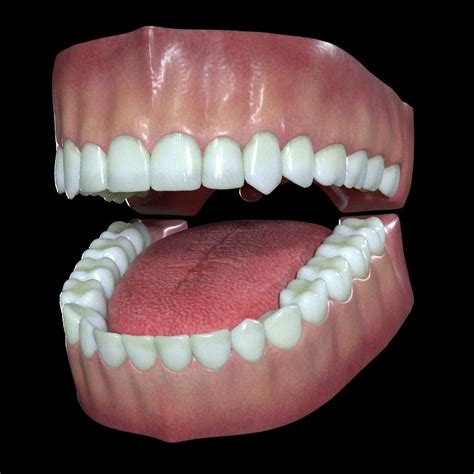 Teeth And Gums 3d Model Cgtrader