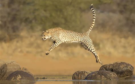 37 Cheetah Running Wallpaper Wallpapersafari