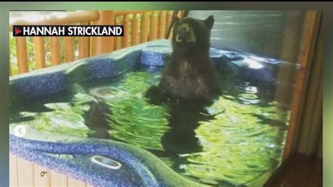 Photos Show Bear Enjoying Soak In Hot Tub At Tennessee Cabin
