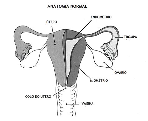 Anatomia Do Colo Uterino