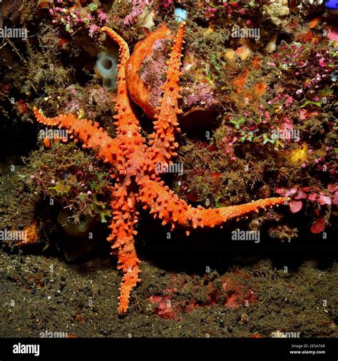 Gomophia Egeriae Spiny Sea Star Stacheliger Seestern Stock Photo Alamy