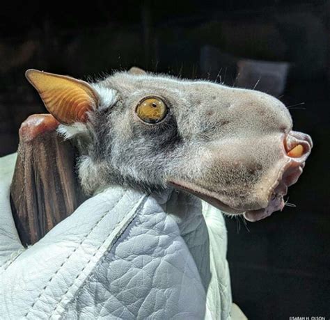This Bat With A Big Head Has Such A Unique Looking Daily Animal News