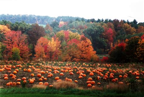 Pin By Jeanne Loves Horror💀🔪 On Autumn Pumpkins Pumpkin Field Autumn