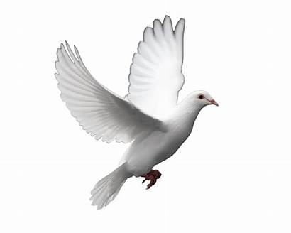 Dove Holy Spirit Peace Symbol Animation Why