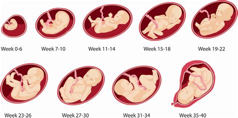 pregnancy week chart